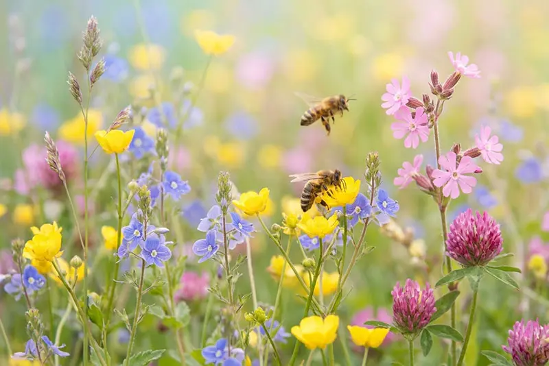 Bee-friendly bašta